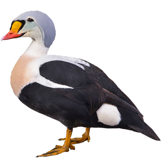 King Eider Duck